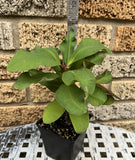 Euphorbia Milii GOOD LUCK Corona de Cristo Corona de Cristo Succulent Tropicals