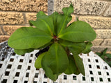 Euphorbia Milii GOOD LUCK Corona de Cristo Corona de Cristo Succulent Tropicals