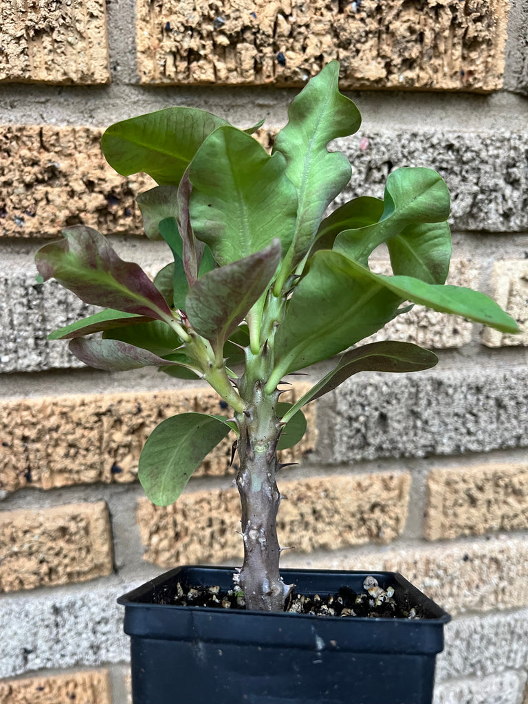 succulent plants for good luck Euphorbia Milii GOOD LUCK Corona de Cristo Corona de Cristo Succulent – Euphorbia Milii Garden (Crown Of Thorns)
