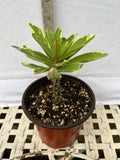 Crown of Thorns Euphorbia Milii Variegated PINK CHARM Corona de Cristo