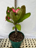 Euphorbia Milii PRECIOUS RUBY (Tub Tim Chan) Crown of Thorns Thai Hybrid