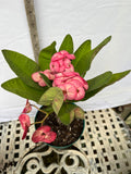 Euphorbia Milii PRECIOUS RUBY (Tub Tim Chan) Crown of Thorns Thai Hybrid