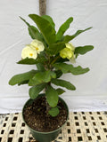 Euphorbia Milii SIAM WHITE Crown of Thorns Corona de Cristo Poysean Succulents Tropicals
