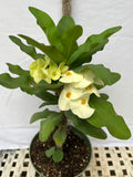 Euphorbia Milii SIAM WHITE Crown of Thorns Corona de Cristo Poysean Succulents Tropicals