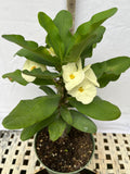 Euphorbia Milii SIAM WHITE Crown of Thorns Corona de Cristo Poysean Succulents Tropicals