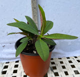 Euphorbia Milii BLACK DIAMOND Crown of Thorns Corona de Cristo