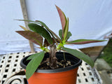 Euphorbia Milii BLACK DIAMOND Crown of Thorns Corona de Cristo