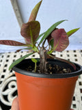 Euphorbia Milii BLACK DIAMOND Crown of Thorns Corona de Cristo
