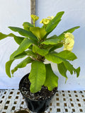 Euhorbia Milii Crown Of Thorns Corona de Cristo 'Name it Yourself' New Variety