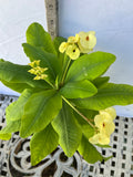 Euhorbia Milii Crown Of Thorns Corona de Cristo 'Name it Yourself' New Variety