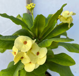 Euhorbia Milii Crown Of Thorns Corona de Cristo 'Name it Yourself' New Variety