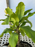 Euhorbia Milii Crown Of Thorns Corona de Cristo 'Name it Yourself' New Variety