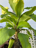 Euhorbia Milii Crown Of Thorns Corona de Cristo 'Name it Yourself' New Variety