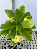 Euhorbia Milii Crown Of Thorns Corona de Cristo 'Name it Yourself' New Variety