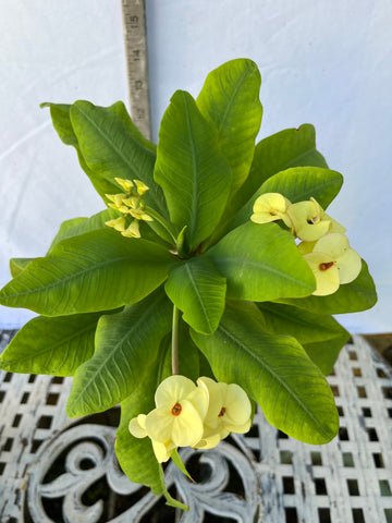 Euhorbia Milii Crown Of Thorns Corona de Cristo 'Name it Yourself' New Variety