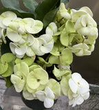 Euphorbia Milii MOONLIGHT JADE Crown of Thorns Corona de Cristo Cactus/Succulent