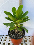 Euphorbia Milii EUPHORBIA ROSES Crown of Thorns Thai Hybrid
