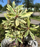 CROWN OF THORNS Euphorbia Milii Corona de Cristo Variegated 'Red Fertile' Cactus Succulents