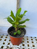 Euphorbia Milii WHISPERING ANGEL Crown Of Thorns  Poysean Corona De Cristo