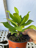 Euphorbia Milii WHISPERING ANGEL Crown Of Thorns  Poysean Corona De Cristo