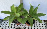 Euphorbia Milii DANCING QUEEN (POP CHOK) Crown of Thorns Corona De Cristo Succulent/Cactus