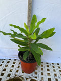 Euphorbia Milii BLESSING Crown Of Thorns  Corona de Cristo Cactus Succulents Tropicals