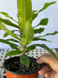 Euphorbia Milii BLESSING Crown Of Thorns  Corona de Cristo Cactus Succulents Tropicals