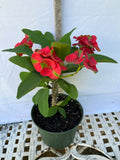 Euphorbia Milii RED MILLIONAIRE Crown of Thorns Corona d’Cristo Poysean Succulent Tropical