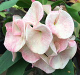 Euphorbia Milii Sexy Pink Crown of Thorns – Starter Cutting