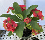 Euphorbia Milii RED MILLIONAIRE Crown of Thorns Corona d’Cristo Poysean Succulent Tropical