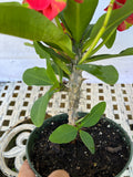 Euphorbia Milii RED MILLIONAIRE Crown of Thorns Corona d’Cristo Poysean Succulent Tropical