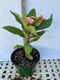 Euphorbia Milii POHN CHOKCHAI Crown of Thorns Corona De Cristo Cactus Thai Hybrid