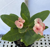 Euphorbia Milii POHN CHOKCHAI Crown of Thorns Corona De Cristo Cactus Thai Hybrid