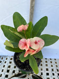 Euphorbia Milii POHN CHOKCHAI Crown of Thorns Corona De Cristo Cactus Thai Hybrid
