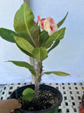 Euphorbia Milii POHN CHOKCHAI Crown of Thorns Corona De Cristo Cactus Thai Hybrid
