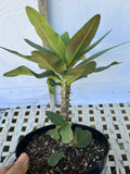 Euphorbia Milii THAI RAINFOREST Crown of Thorns Corona De Cristo