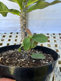Euphorbia Milii THAI RAINFOREST Crown of Thorns Corona De Cristo