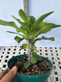 Euphorbia Milii THAI RAINFOREST Crown of Thorns Corona De Cristo