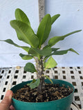 Euphorbia Milii THAI RAINFOREST Crown of Thorns Corona De Cristo