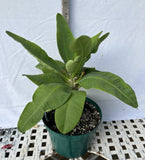 Euphorbia Milii DIVINA (Patum Rad) Crown of Thorns Corona de Cristo