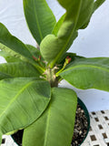 Euphorbia Milii DIVINA (Patum Rad) Crown of Thorns Corona de Cristo