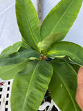 Euphorbia Milii DIVINA (Patum Rad) Crown of Thorns Corona de Cristo