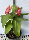 Euphorbia Milii UDOM SETHI Crown of Thorns Corona de Cristo Rare