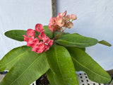 Euphorbia Milii UDOM SETHI Crown of Thorns Corona de Cristo Rare
