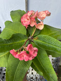 Euphorbia Milii UDOM SETHI Crown of Thorns Corona de Cristo Rare