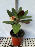 Euphorbia Milii JAN JAO Crown of Thorns  Corona de Cristo