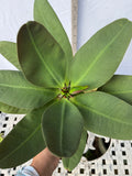 Euphorbia Milii JAN JAO Crown of Thorns  Corona de Cristo
