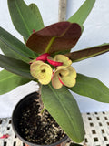 Euphorbia Milii JAN JAO Crown of Thorns  Corona de Cristo
