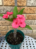 Euphorbia Milii GREAT LEGACY Crown of Thorns Corona de Cristo New Variety