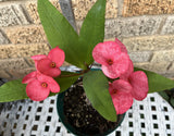 Euphorbia Milii GREAT LEGACY Crown of Thorns Corona de Cristo New Variety